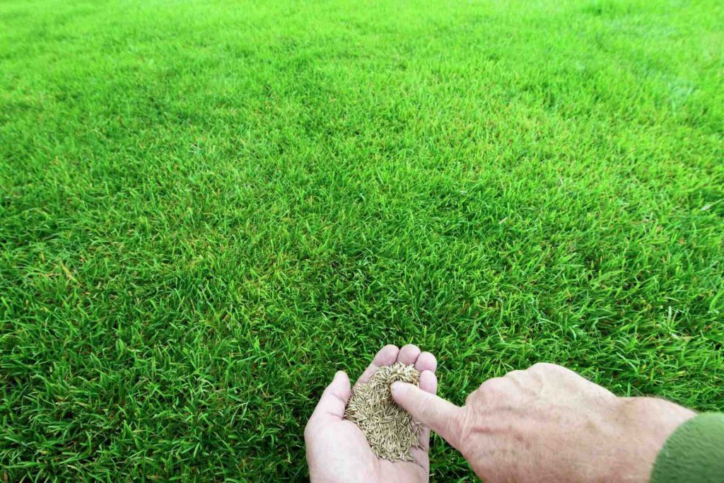 High-quality grass seed mix for dense, green lawn
