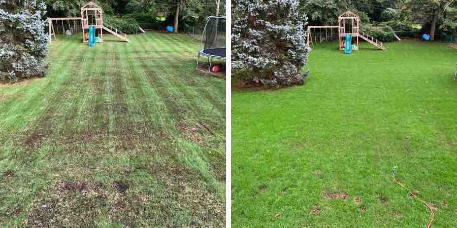 Close-up of grass seeds being spread for lawn rejuvenation