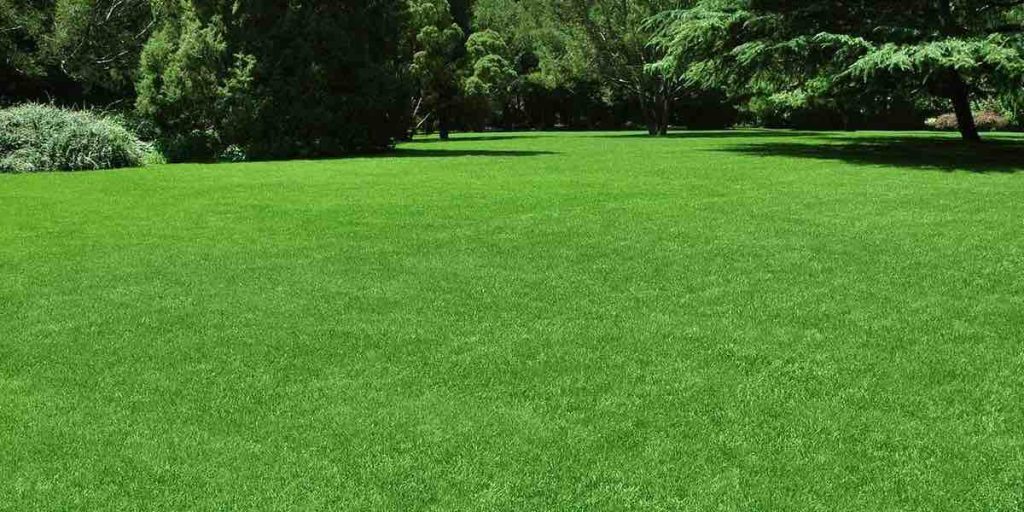 Lawn Aeration Hamilton